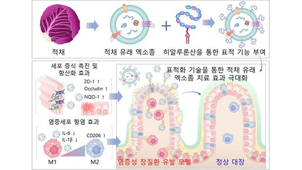 Development of Inflammatory Intestinal Disease Treatment Using Plant-derived Exosomes: Results of the Research Team of Professor Lee Won-jong of Incheon National University 대표이미지